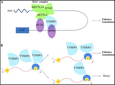 Importance Of N 6 Methyladenosine RNA Modification In Lung Cancer Review