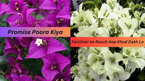 Bougainvillea Flowering Tips Fertilizer Result Bougainvillea Plant