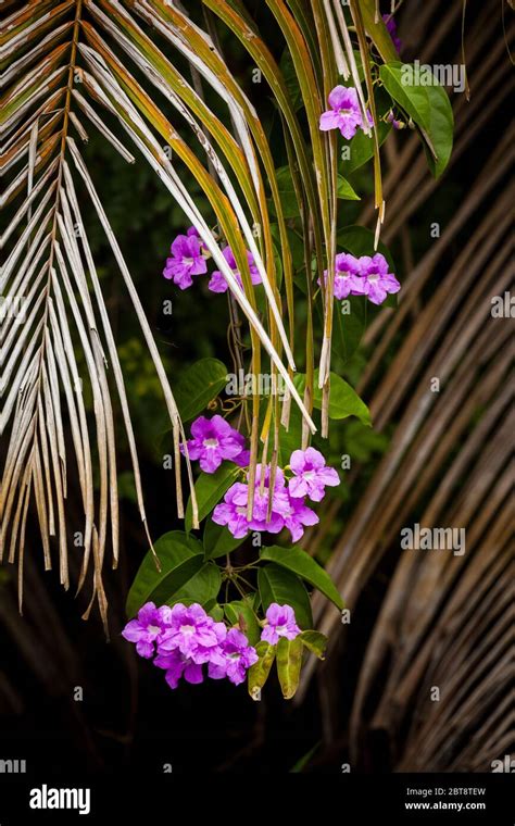 Hermosas flores de color púrpura en el lago Gatún Parque Nacional