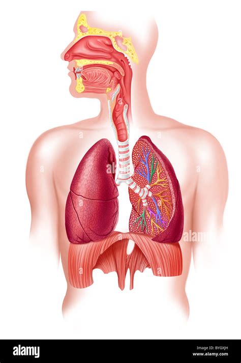 Apparato Respiratorio Trachea Immagini E Fotografie Stock Ad Alta