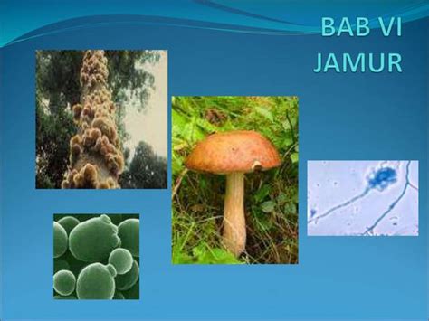 Bab 6 Fungijamurppt