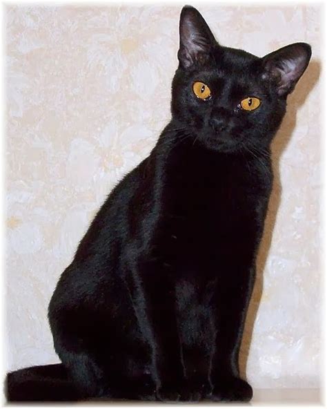 The Gifted Pet ♥: Cats Breeds 101 ~ Bombay Cat