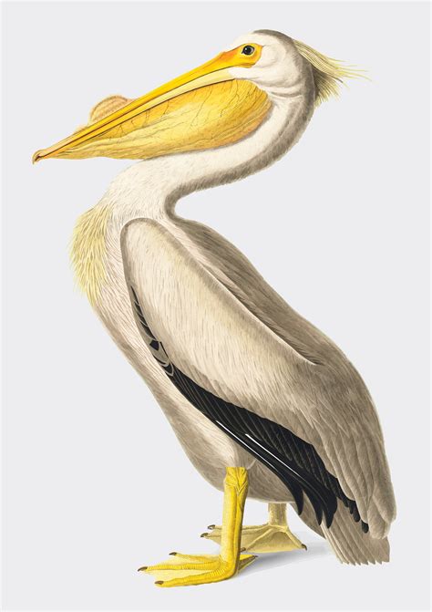 American White Pelican Illustration Download Free Vectors Clipart