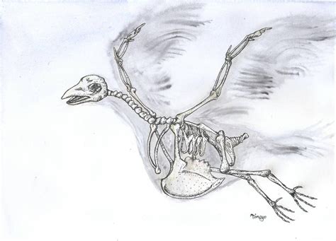 bird skeleton by tomoyo696 on DeviantArt