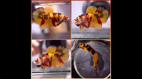 Betta Fish Fancy Yellow Nemo Tiger Koi Halfmoon Plakat Hmpk Male P