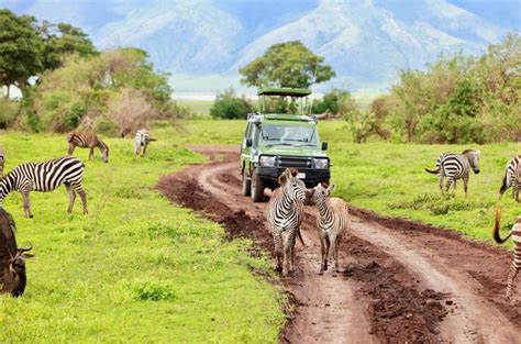 Safari De Jours Dans Le Crat Re Du Ngorongoro Faune Et Flore