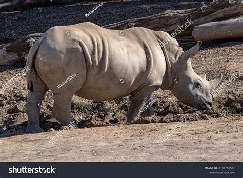 White Rhino Horn Shown Profile Stock Photo 2153750561 | Shutterstock