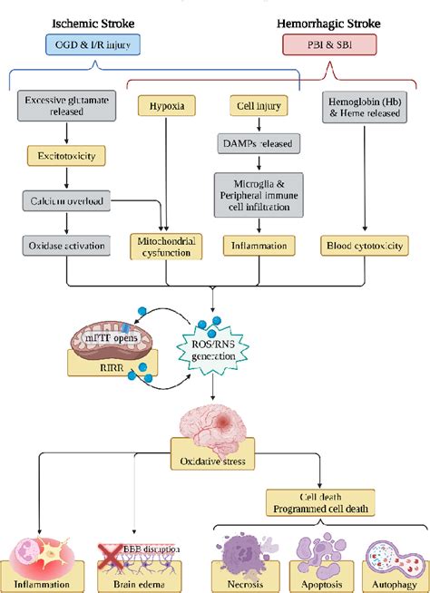 Figure From Melatonin As An Antioxidant Agent In Stroke An Updated