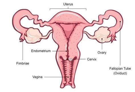 Female Reproductive System Diagram