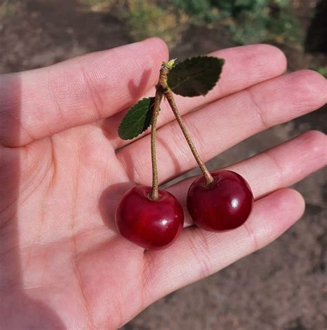 Вишня🍒 Food Cherry Fruit