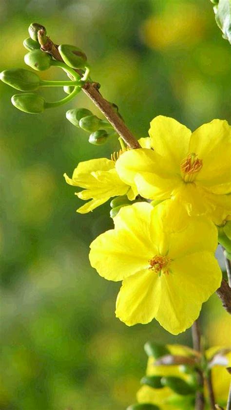 Bộ Sưu Tập Hình ảnh Hoa Mai đẹp Hơn 999 Mẫu Hoa Mai đẹp độ Phân Giải