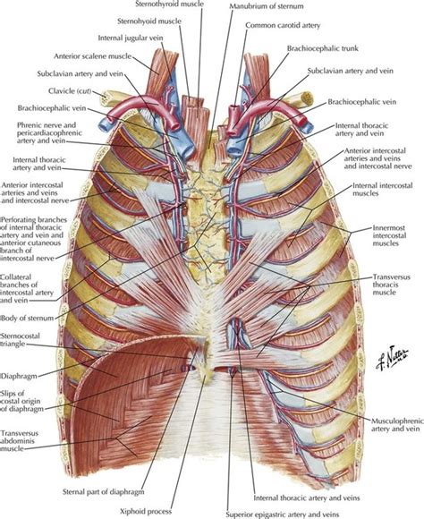 3 Thorax Basicmedical Key