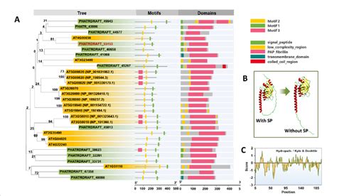 Sequence Analysis Of Pap Proteins From P Tricornutum A Phylogenetic