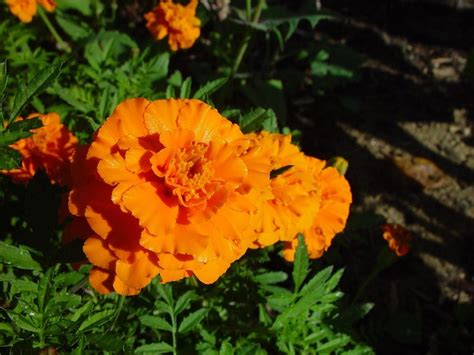 Marigolds Have Special Medicinal Properties They Are Also Beautiful