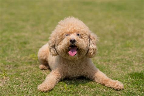 Poodle Temperament: What's it Like Owning One? - Embora Pets