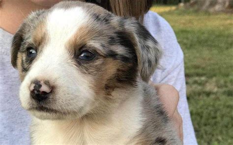 The Australian Shepherd Beagle Mix Everything You Wanted To Know