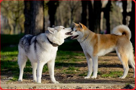 Akita Vs Husky