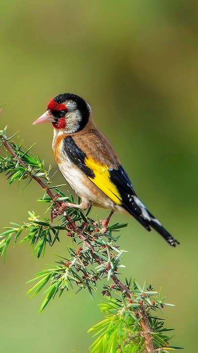 اجمل طائر في البرية لكن مع الاسف لا يحبه الناس Birds تصوير Photography Wildlife طائر الحسون