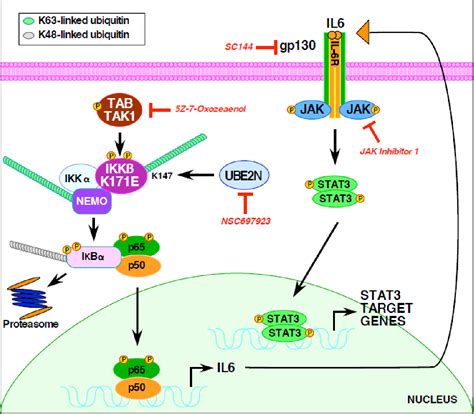 Investigating The Role Of K Linked Polyubiquitination In Oncogenic