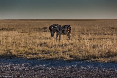 Wildlife in Namibia on Behance