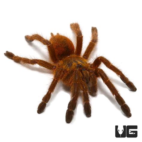 Orange Starburst Baboon Tarantula (Pterinochilus murinus) For Sale - Underground Reptiles