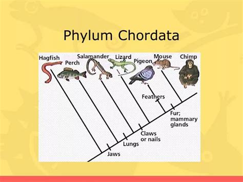 PPT - Phylum Chordata PowerPoint Presentation, free download - ID:2276310