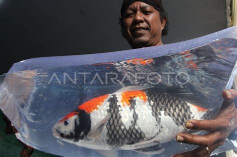 Kontes Ikan Koi Nasional Antara Foto