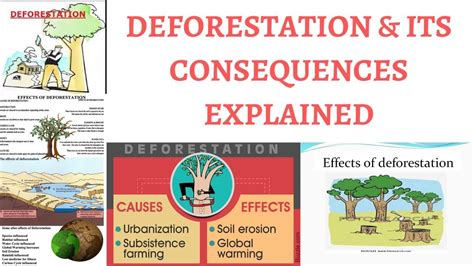 5 Major Causes Of Deforestation