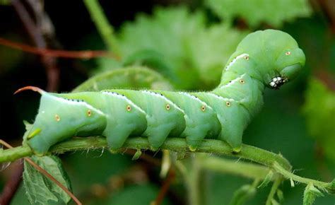 Life Cycle Of Tomato Hornworm Arad Branding Hot Sex Picture