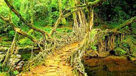 Dawki Bridge, Meghalaya | Living Root Bridge Dawki | Photos