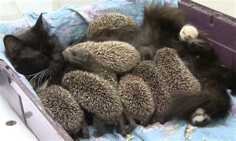 Hedgehog Giving Birth