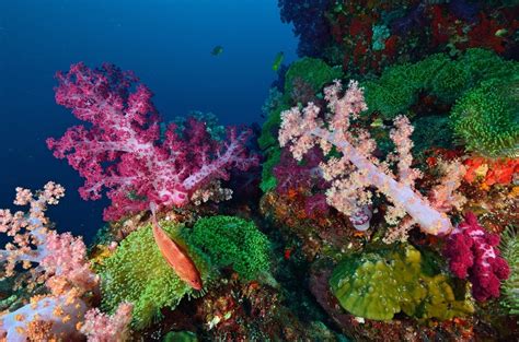 22 Incredible Types Of Coral Plus Photos Fun Facts And More Outforia