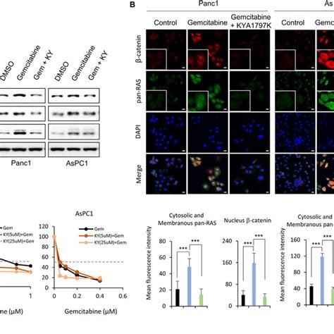 Characteristics Of The Established Gemcitabine Resistant Pdac Cells