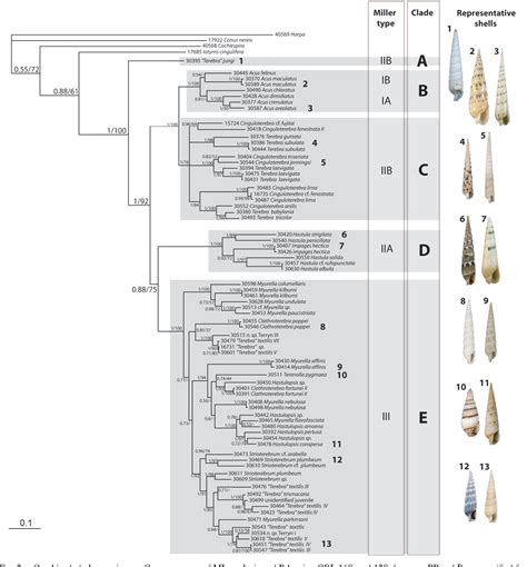 Figure From Evolution Of The Toxoglossa Venom Apparatus As Inferred