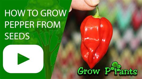 How To Grow Pepper From Seeds Plant Information Climate Hardiness