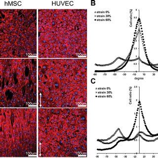 Biocompatibility And Cytotoxicity Of Epum A Representative