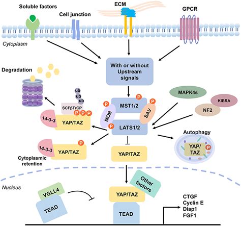 Frontiers WW Domain Containing Proteins YAP And TAZ In The Hippo