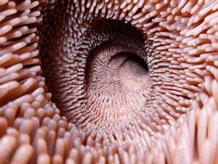 1170 Best R Trypophobia Images On Pholder Ticks And Snake