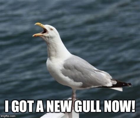 GULL Imgflip