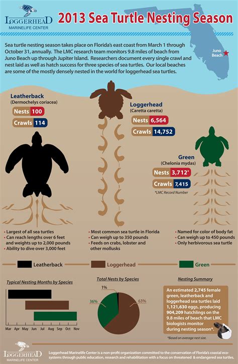 Loggerhead Marinelife Center Sea Turtle Sea Turtle Nest Loggerhead Sea Turtle