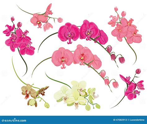 Orchid Design Vector Elements Stock Vector Illustration Of