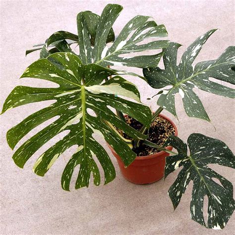 Monstera Thai Constellation Terra Nova Nurseries Inc