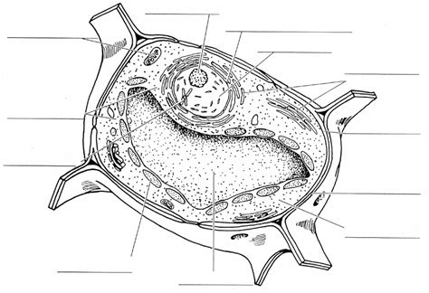 Blank Diagram Of Plant Cell