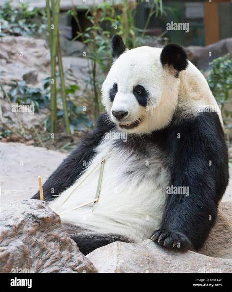 Oso Panda Comiendo bambú gigante Fotografía de stock - Alamy