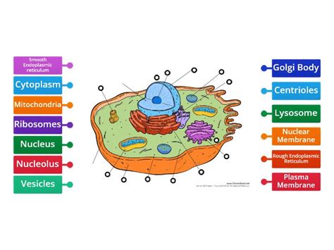 Eukaryotic cell labelling - Labelled diagram