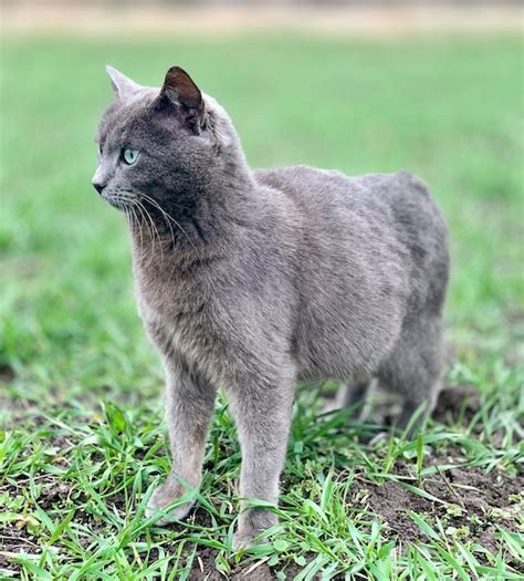 Un Gato Gris Con Ojos Azules Se Para En La Hierba Foto Premium