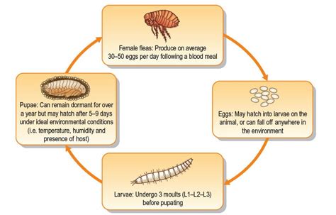 Flea Life Cycle Stages Bree Cano