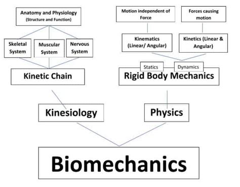 The Basics Of Biomechanics And Power For Trainers And Coaches