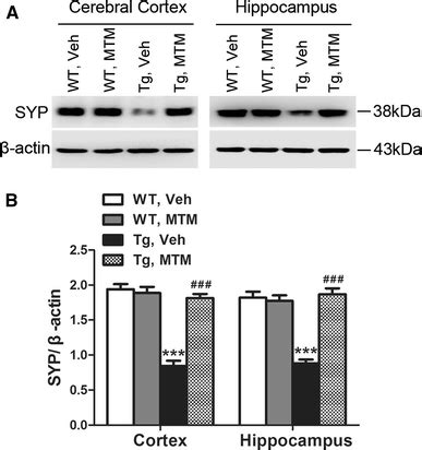 Mithramycin A Mtm Treatment Enhances Synaptic Protein Expression In