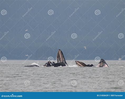 Humpback Whales stock image. Image of marine, alaska - 21858439